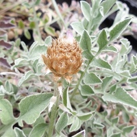 Centaurea pulcherrima